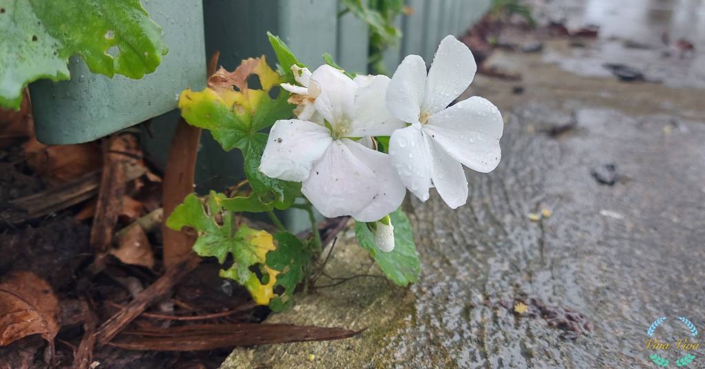 Healing The Last&nbsp;Pain