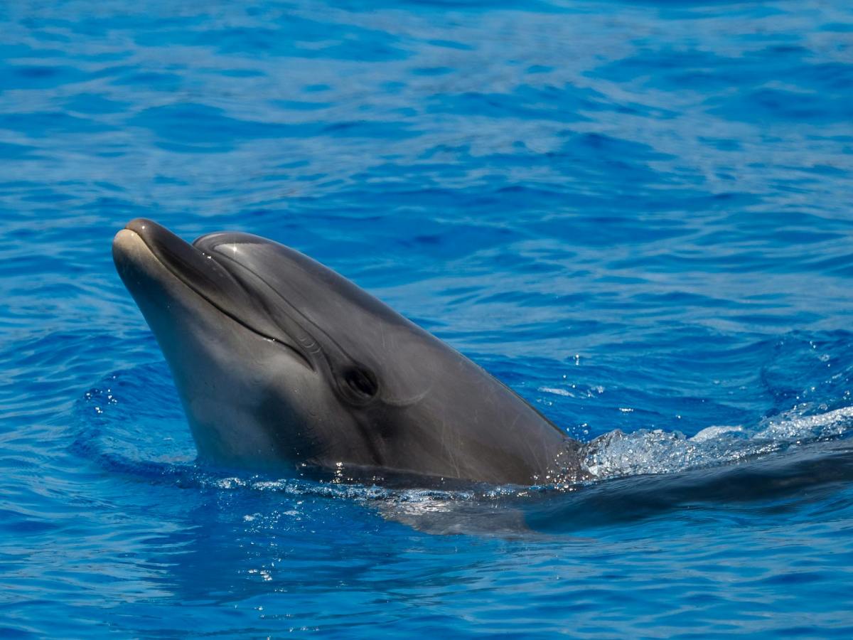 Happy Healing With&nbsp;Dolphins
